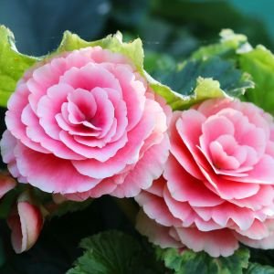 begonia