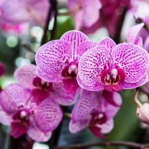 phalaenopsis